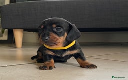 Miniature Dachshund dogs for sale: KC Registered Miniature Dachshund Puppies    - Image 6