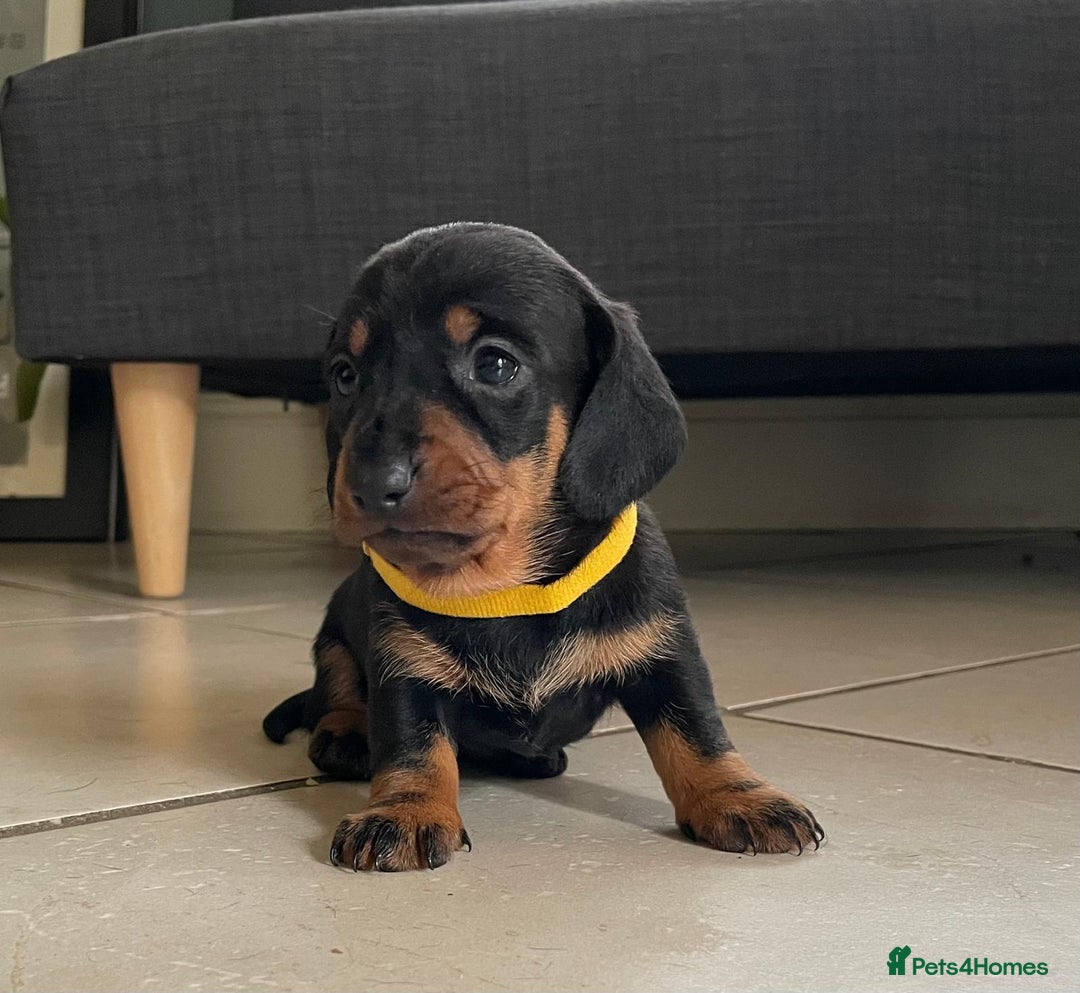 Miniature Dachshund dogs for sale: KC Registered Miniature Dachshund Puppies    - Image 6