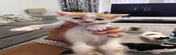 Mixed Breed cats for sale: Extreme fluffy chubby kittens  in London - Advert 11