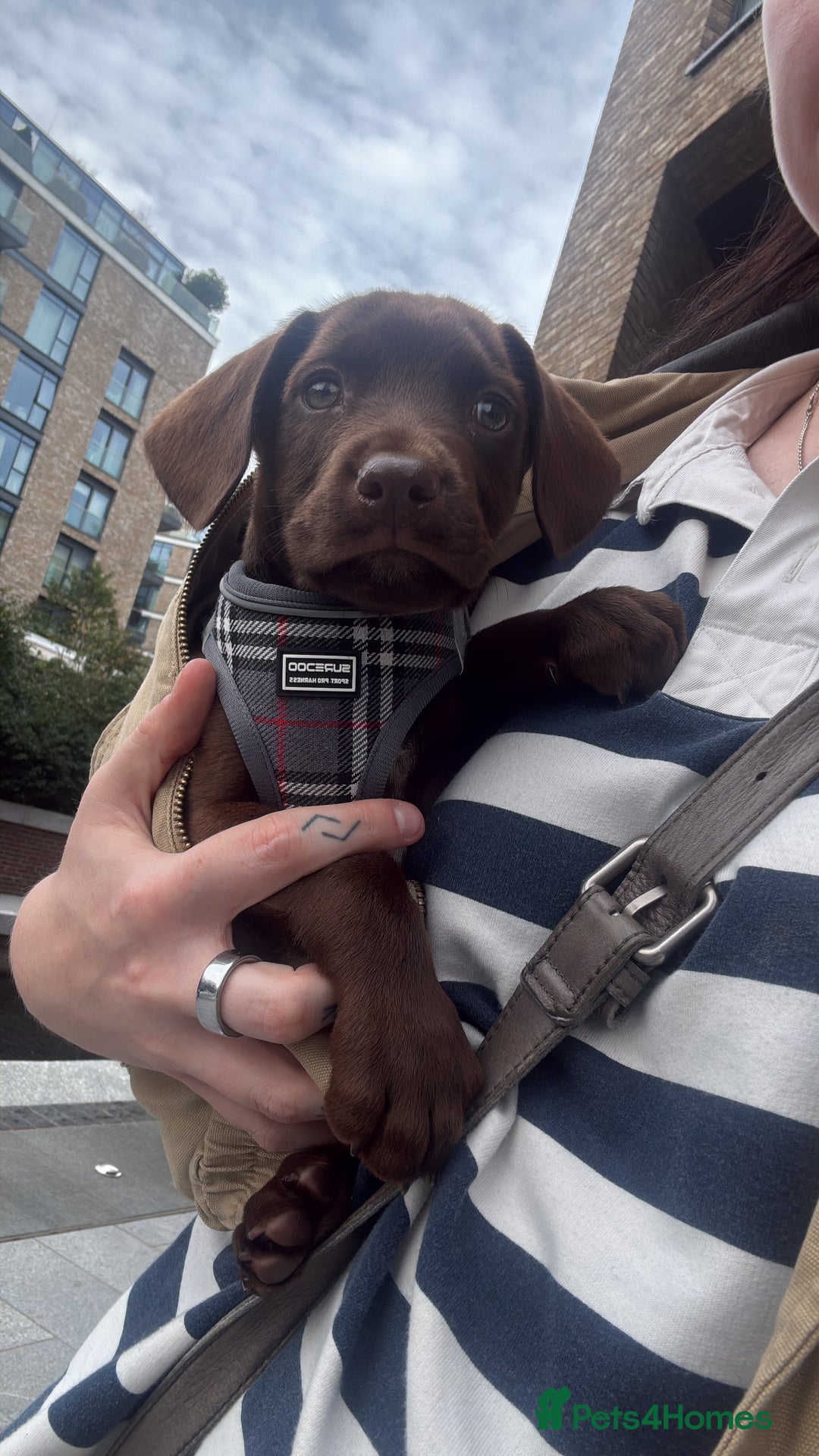 Cockerdor dogs for sale: 9 Week Old Lab- Spaniel Puppy - Image 2