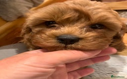 Cavapoo dogs for sale: Stunning premium F1 Cavapoo babies 🥰 - Image 7