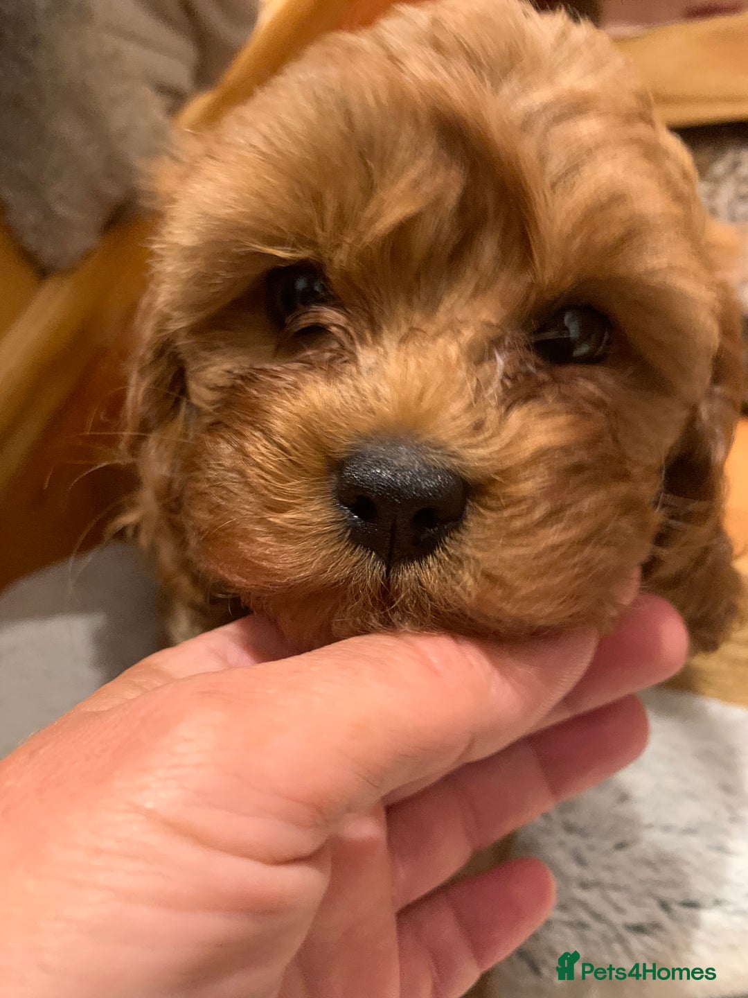 Cavapoo dogs for sale: Stunning premium F1 Cavapoo babies 🥰 - Image 7