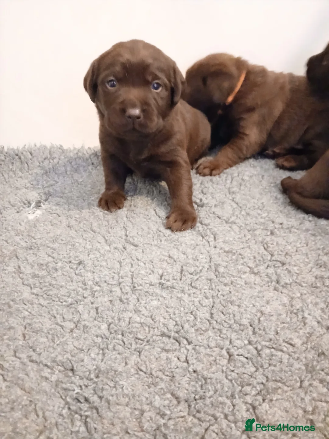 Labrador Retriever dogs for sale: Chocolate labrador puppies  - Advert 6