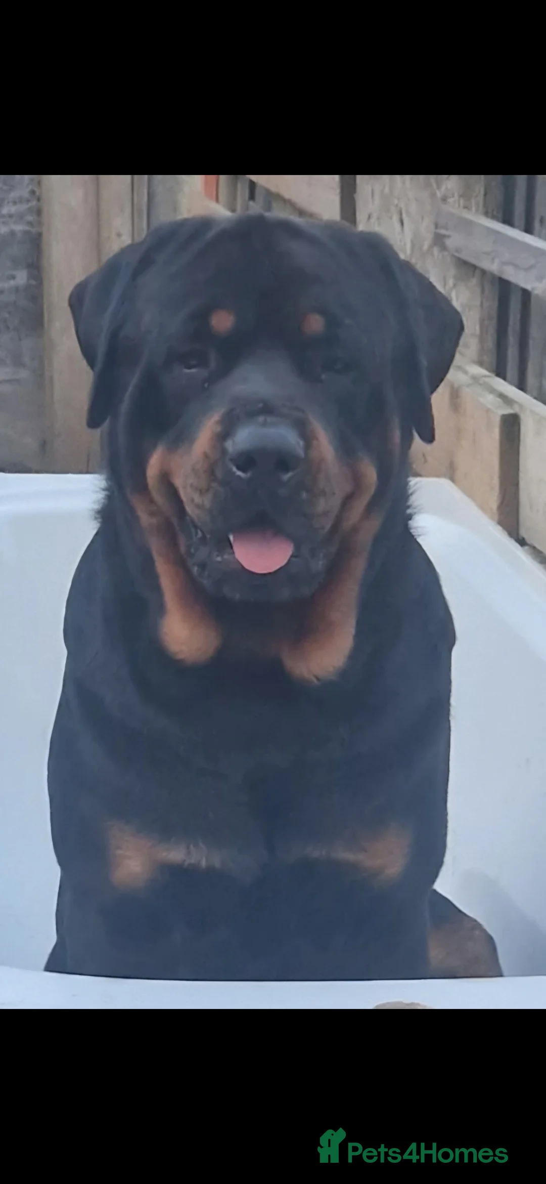 Rottweiler dogs for stud: Stunning Rottweiler for Stud - Advert 5