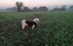 Bichon Frise dogs for adoption: 💙🐶 BARNEY 🐶💙 - Image 4
