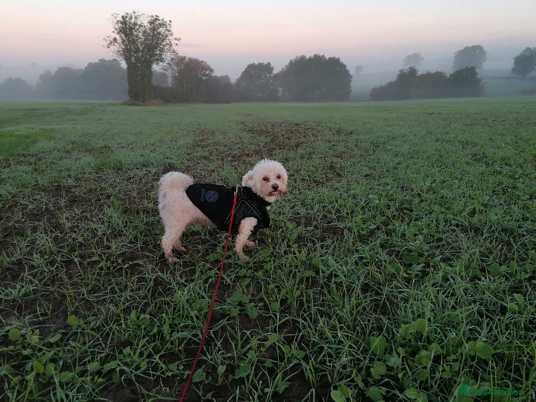 Bichon Frise dogs for adoption: 💙🐶 BARNEY 🐶💙 - Image 4