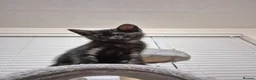 British Shorthair cats for sale: CUTE KITTENS - Advert 7