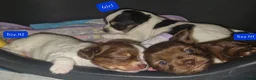 Chihuahua dogs for sale: Beautiful puppies for sale in Diss - Advert 9