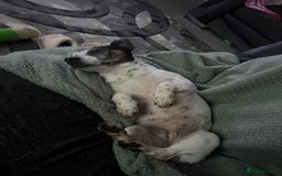 Jack Russell dogs for sale: Bonnie - Advert 14