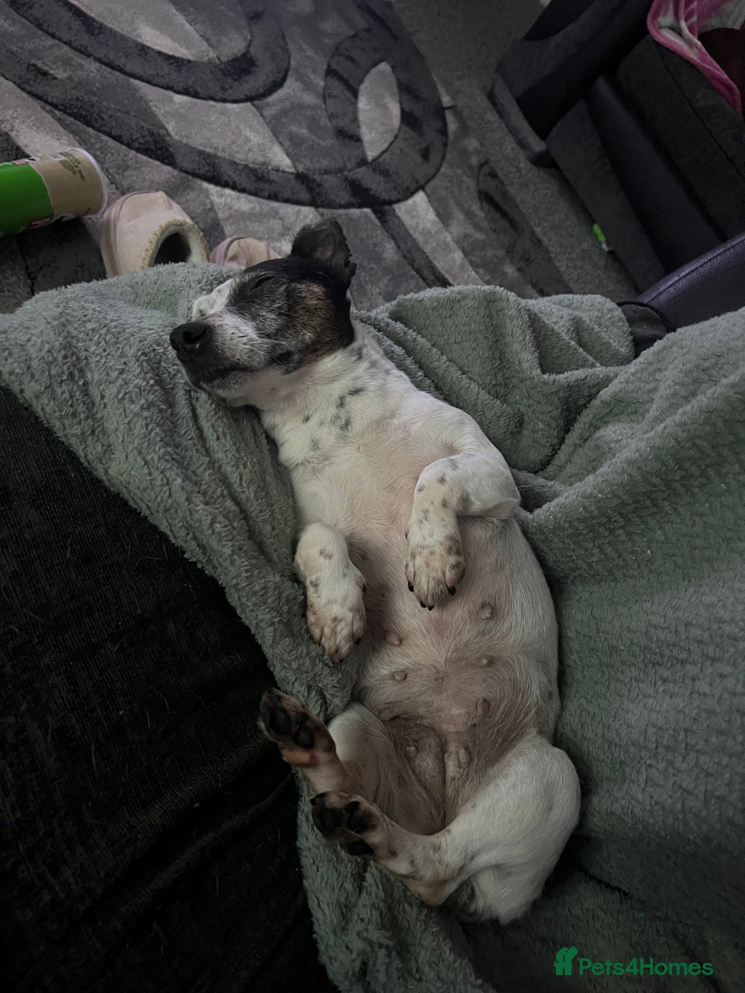 Jack Russell dogs for sale: Bonnie - Advert 14