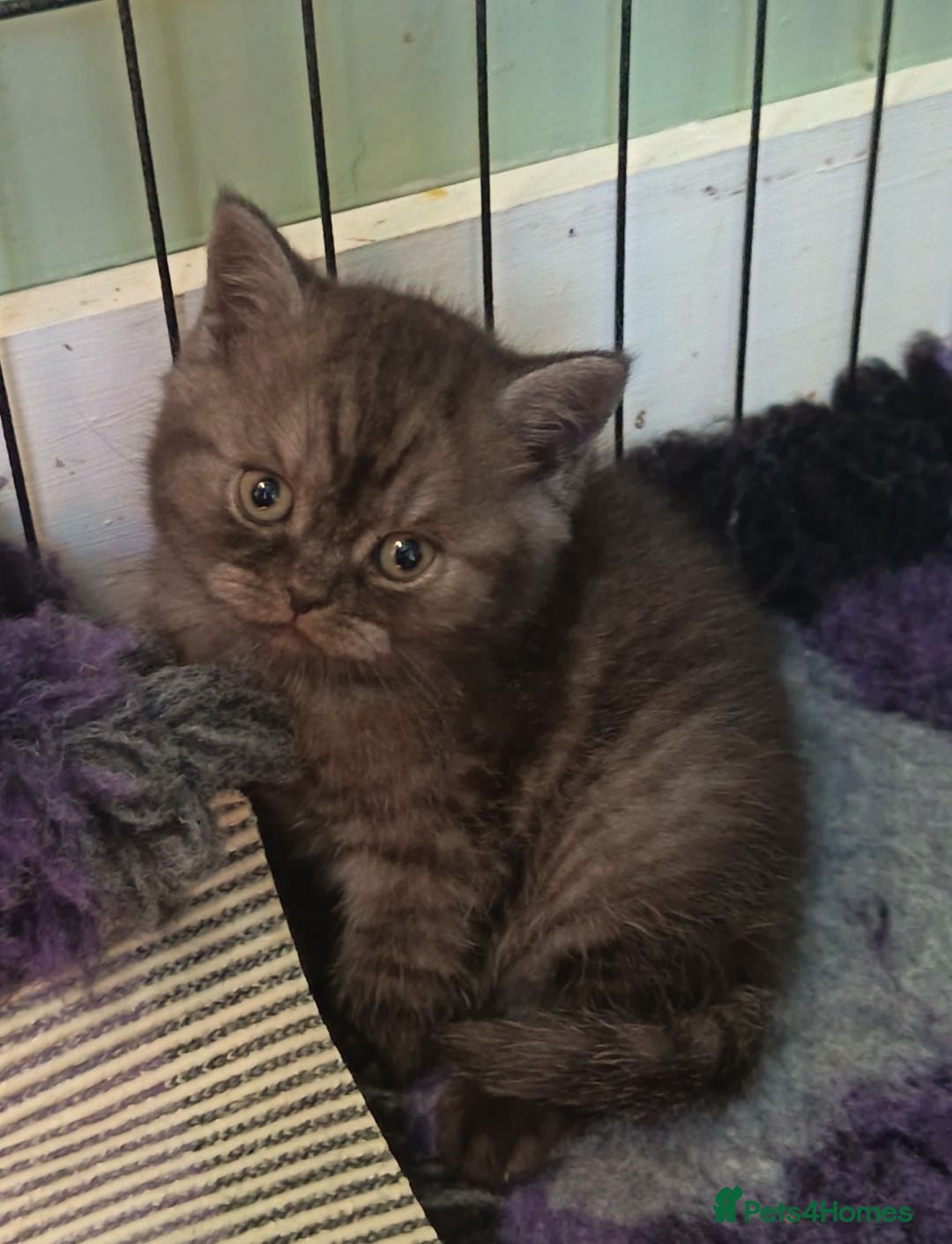 British Shorthair cats *Beautiful BSH Babies*Health Tested Parents* - Advert 1