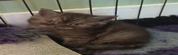 British Shorthair cats for sale: *Beautiful BSH Babies*Health Tested Parents* - Advert 1