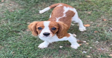 Cavalier King Charles Spaniel dogs in Stafford - Advert 3