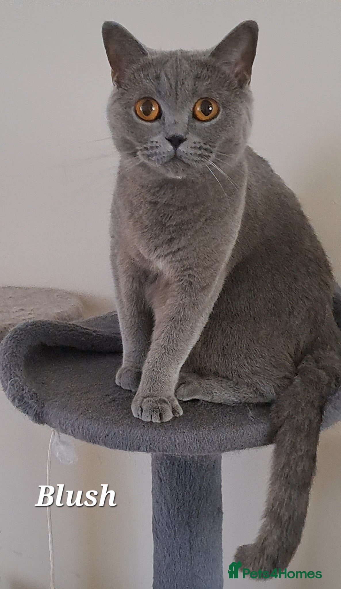 Brazilian Shorthair cats for sale: British Shorthair Blue REHOMING  - Advert 3