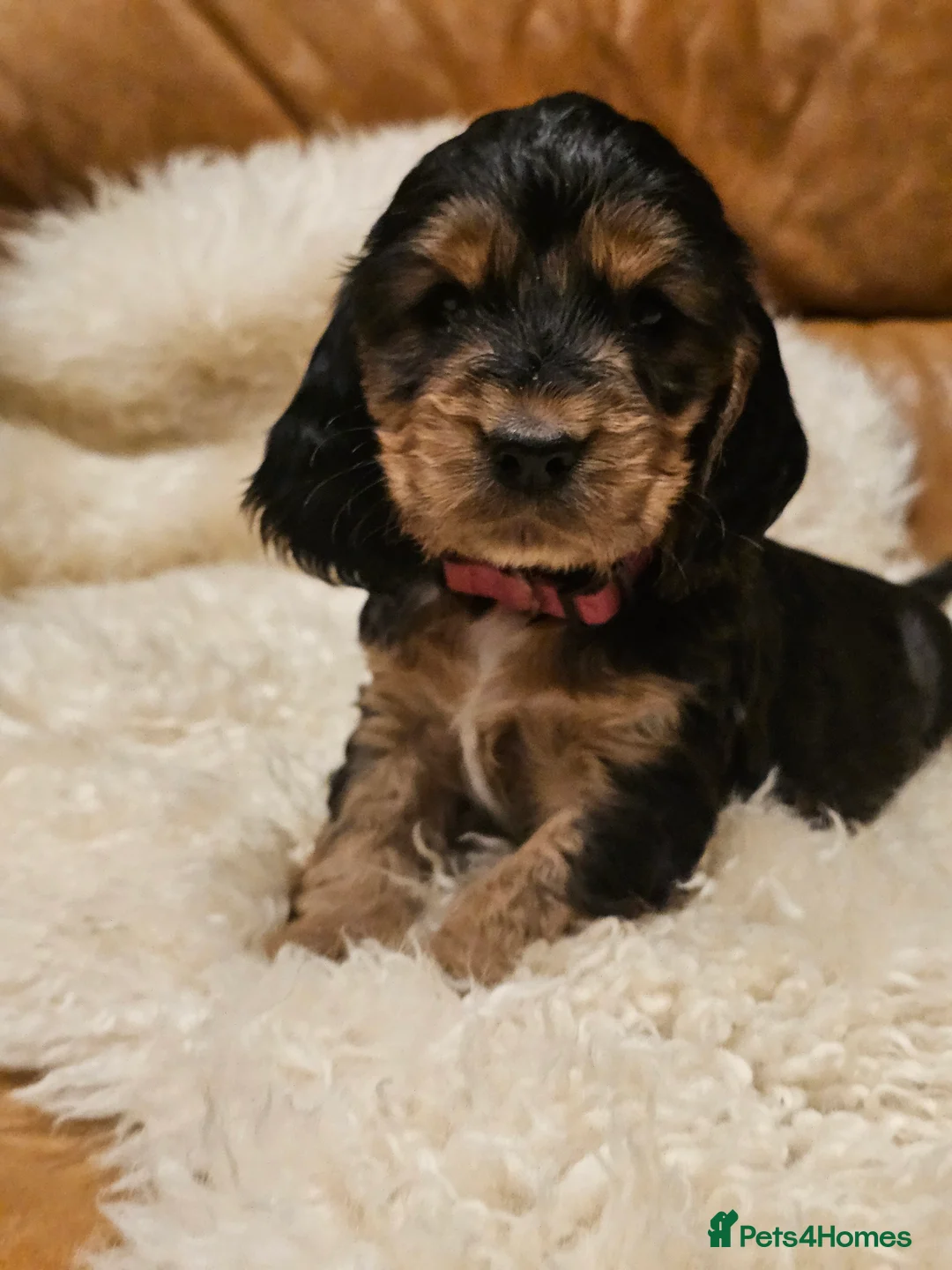 Cocker Spaniel dogs for sale: 5* Show Type Cocker Spaniels Villaspaniol Lines - Advert 33
