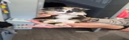 Mixed Breed cats for sale: Kittens in Sheffield - Advert 9