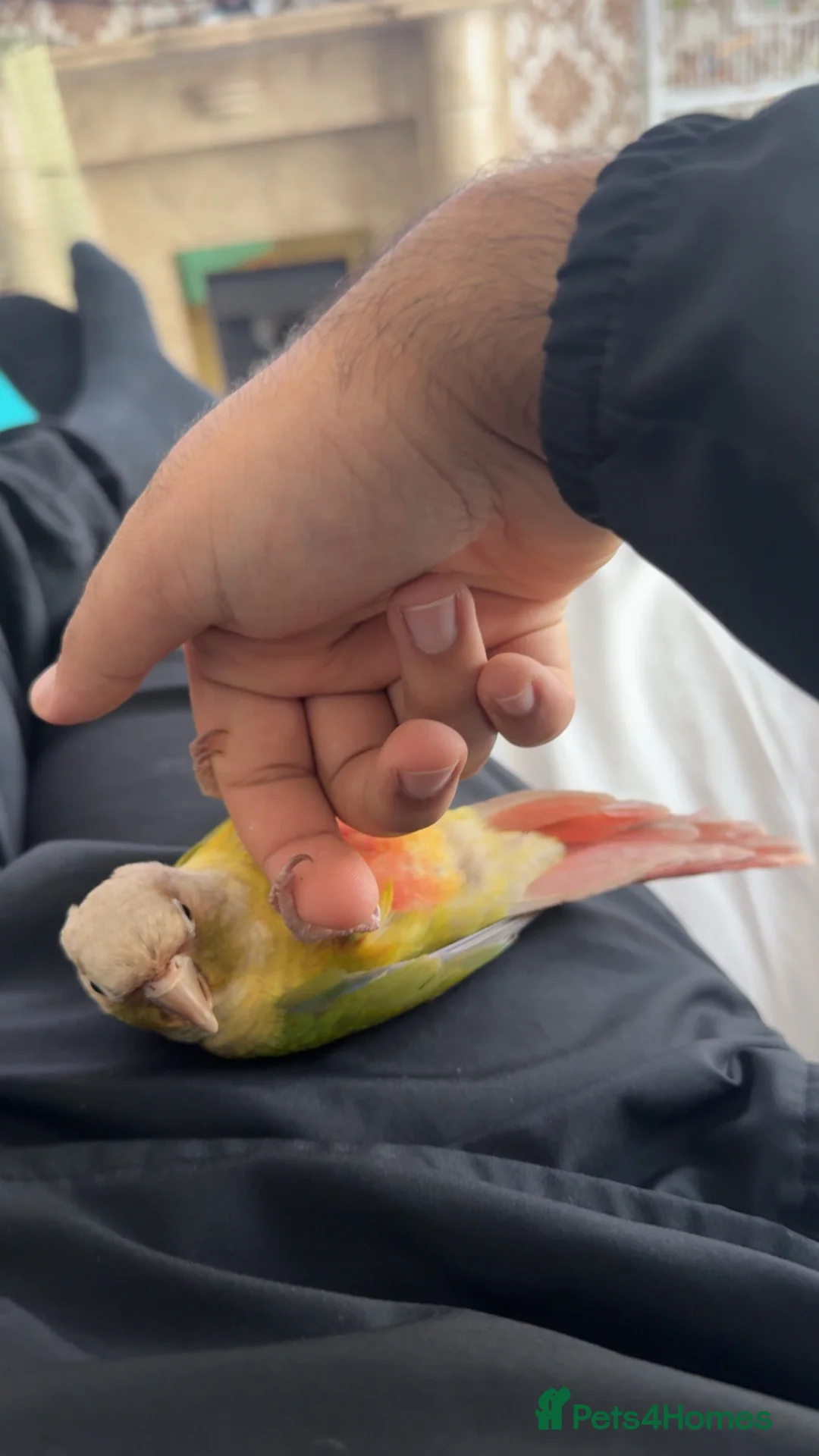 Parakeets birds for sale: Silly tame conure baby in Wallsend - Advert 1