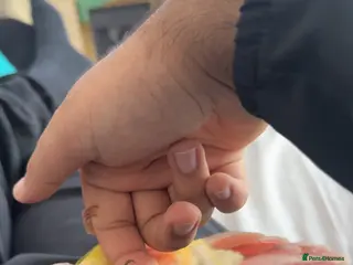 Parakeets birds Silly tame conure baby in Wallsend - Advert 18