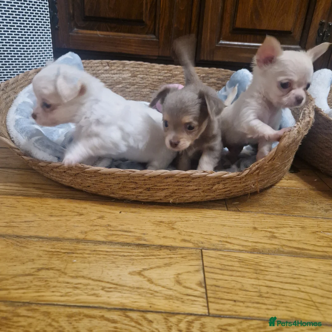 Chihuahua dogs for sale: Long coat chihuahua puppies - Advert 1