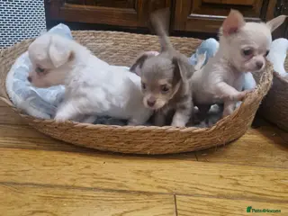 Chihuahua dogs Long coat chihuahua puppies - Advert 4