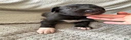 Mixed Breed dogs for sale: Collie Wheaton greyhound  in Chesterfield - Advert 3