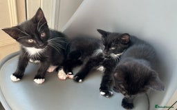 British Longhair cats for sale: Mixed breed kittens long hair Ready now! in Sevenoaks - Image 7