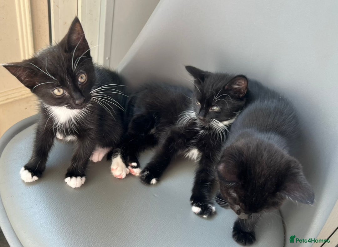 British Longhair cats for sale: Mixed breed kittens long hair Ready now! in Sevenoaks - Image 7