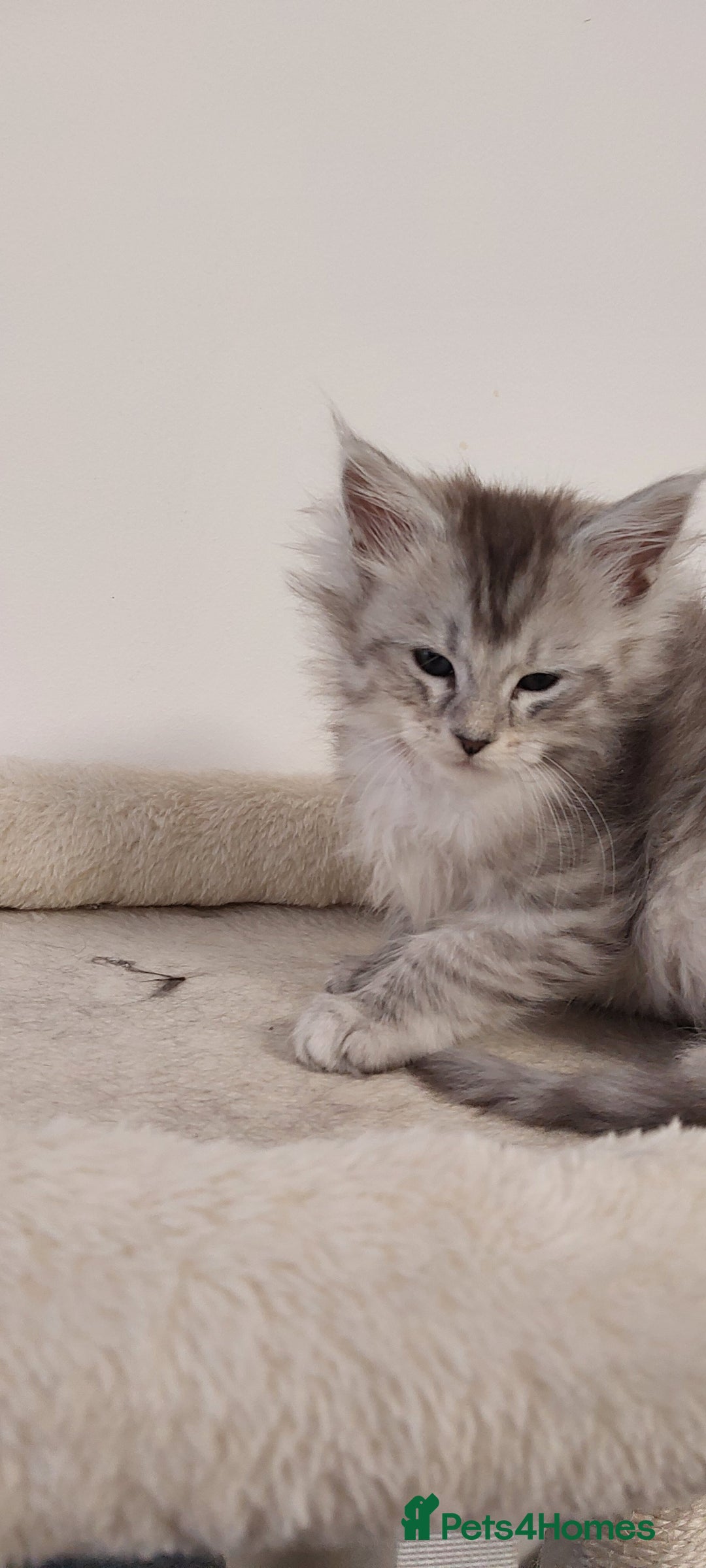 Maine Coon cats for sale: 🐈🐈🐈7 Amazing Maine coons🐈🐈🐈 - Advert 23