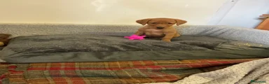 Labrador Retriever 4