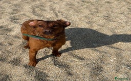 Labrador Retriever dogs for sale: Beautiful fox red Labrador  - Image 2