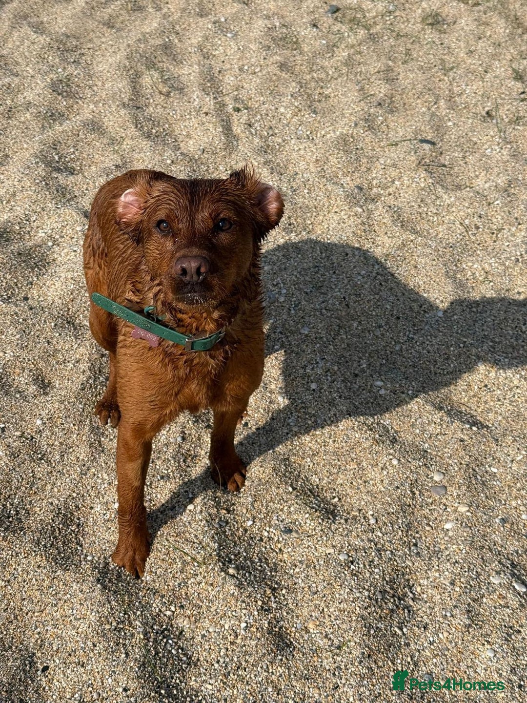 Labrador Retriever dogs for sale: Beautiful fox red Labrador  - Image 2