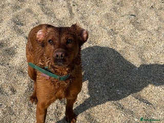 Labrador Retriever dogs - Advert 9