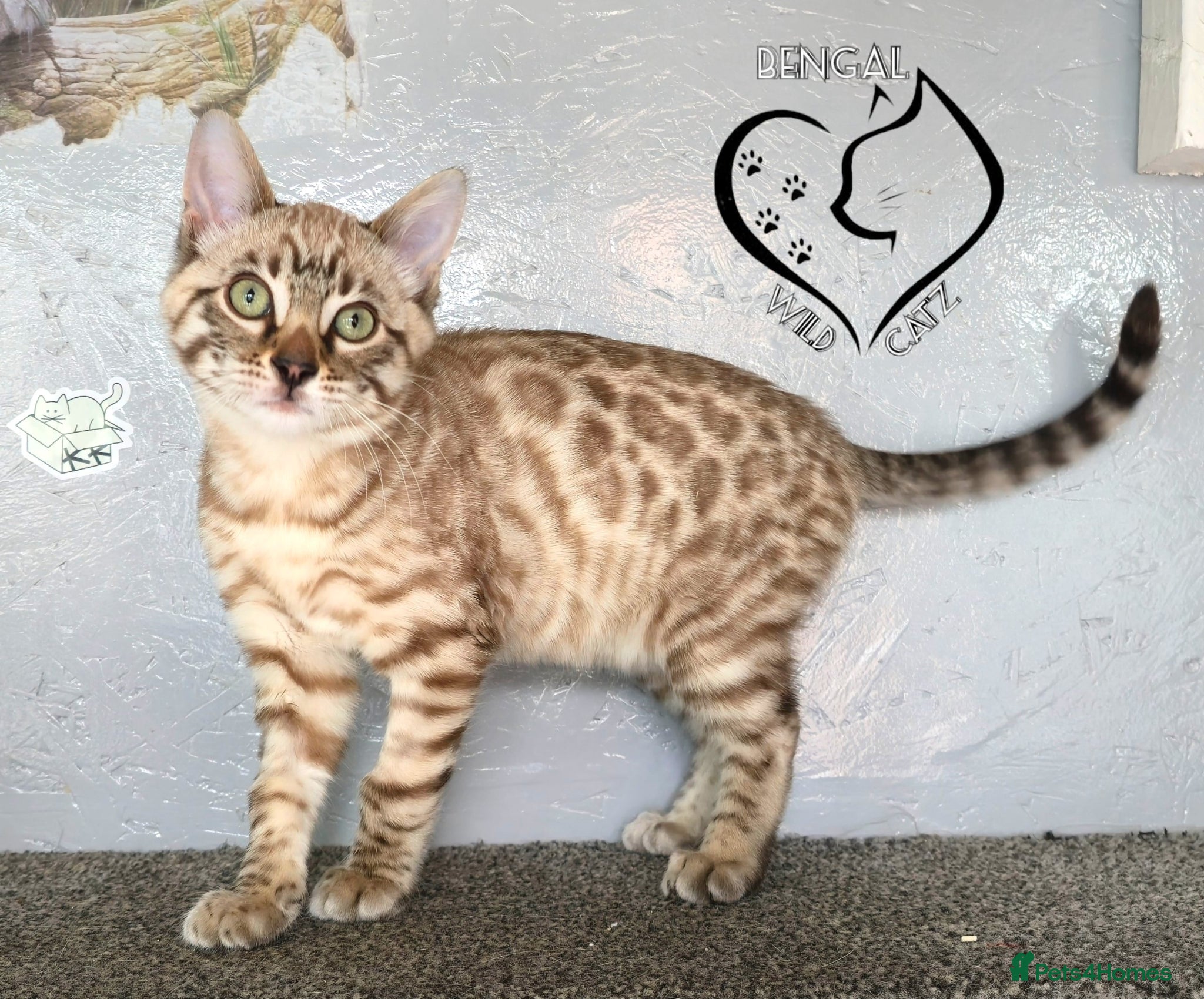 Bengal cats for sale: 4 beautiful bengal boys ready to leave now - Advert 4