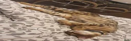 Savannah cats for sale: Buddy 4 year old Male S7 Savannah - Advert 7