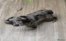 Cocker Spaniel dogs for sale: Female cocker spaniel - Image 2