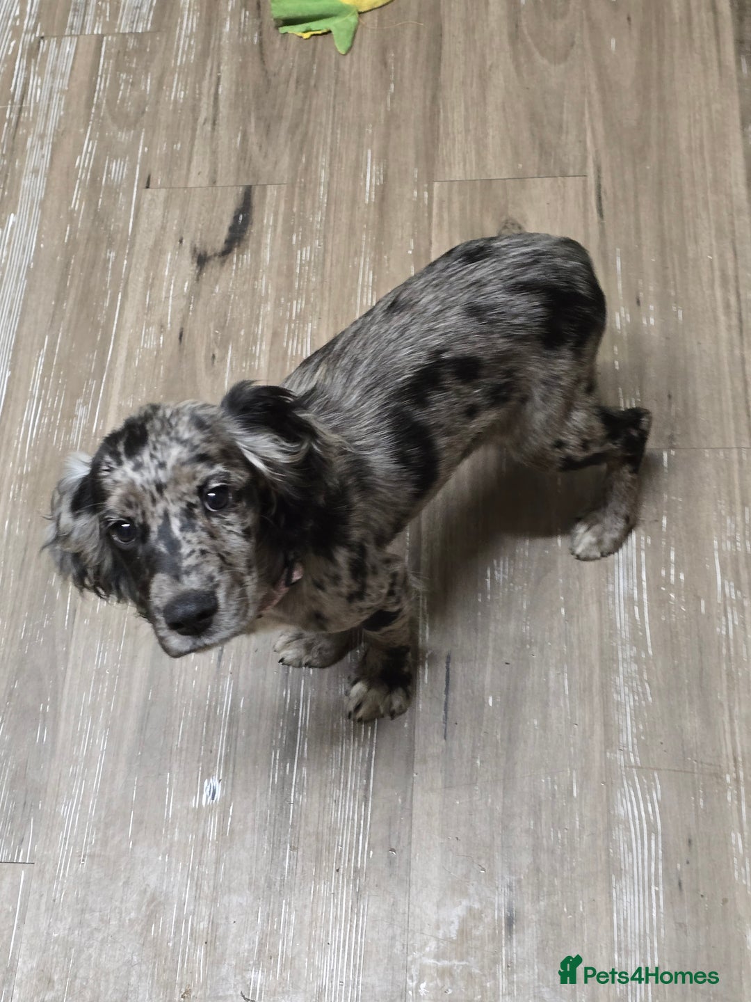 Cocker Spaniel dogs for sale: Female cocker spaniel - Image 2