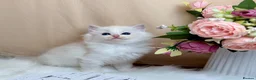 Ragdoll cats for sale: Outstanding Ragdoll Kittens✨Exceptional Quality - Advert 21