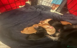 Cocker Spaniel dogs for sale: Cocker spaniel puppies for sale  - Advert 10