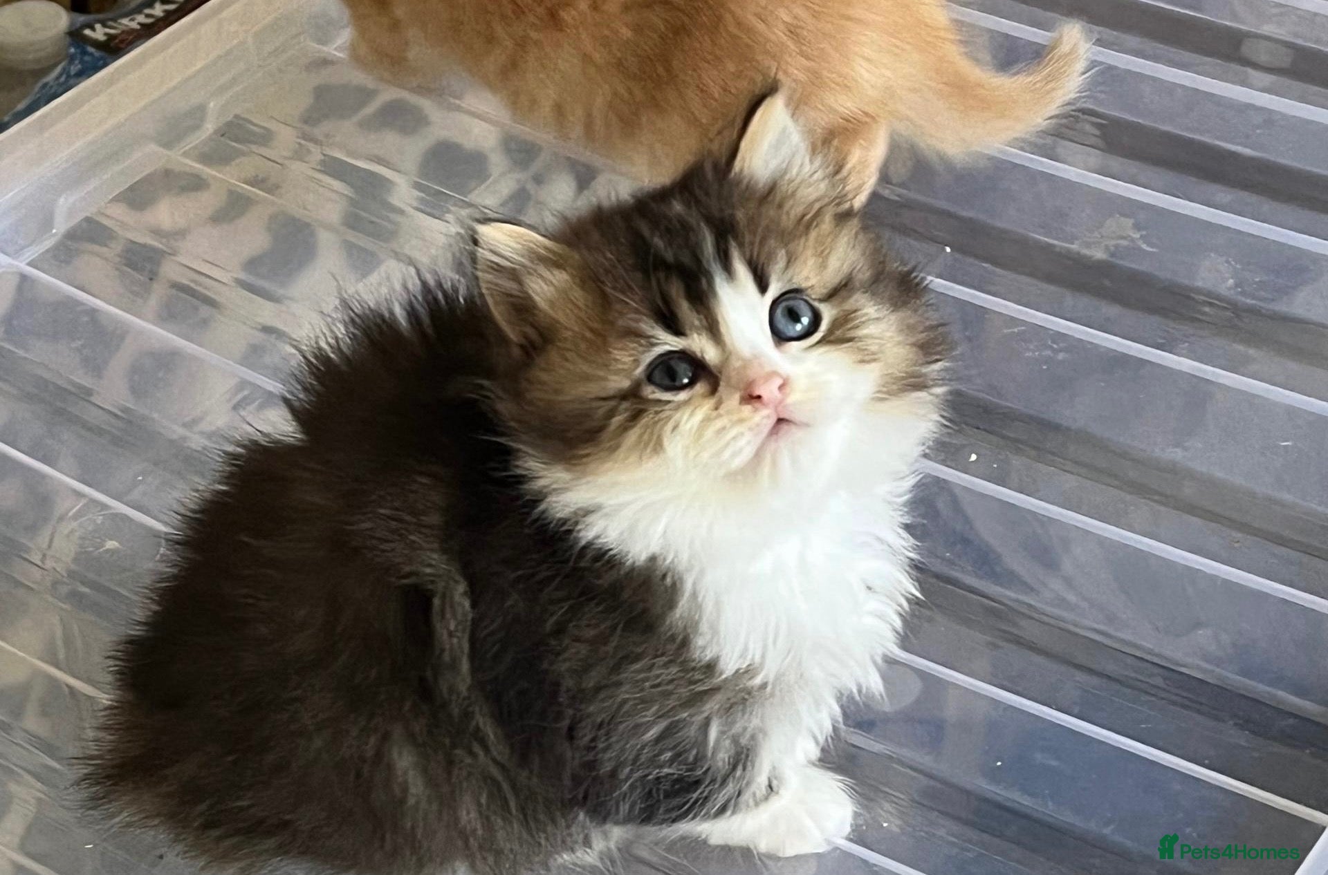 British Longhair cats for sale: 4 Gorgeous Fluffy Kittens Ginger Boys Tabby Girls - Advert 20