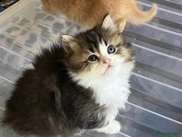 British Longhair cats for sale: 4 Gorgeous Fluffy Kittens Ginger Boys Tabby Girls - Advert 20