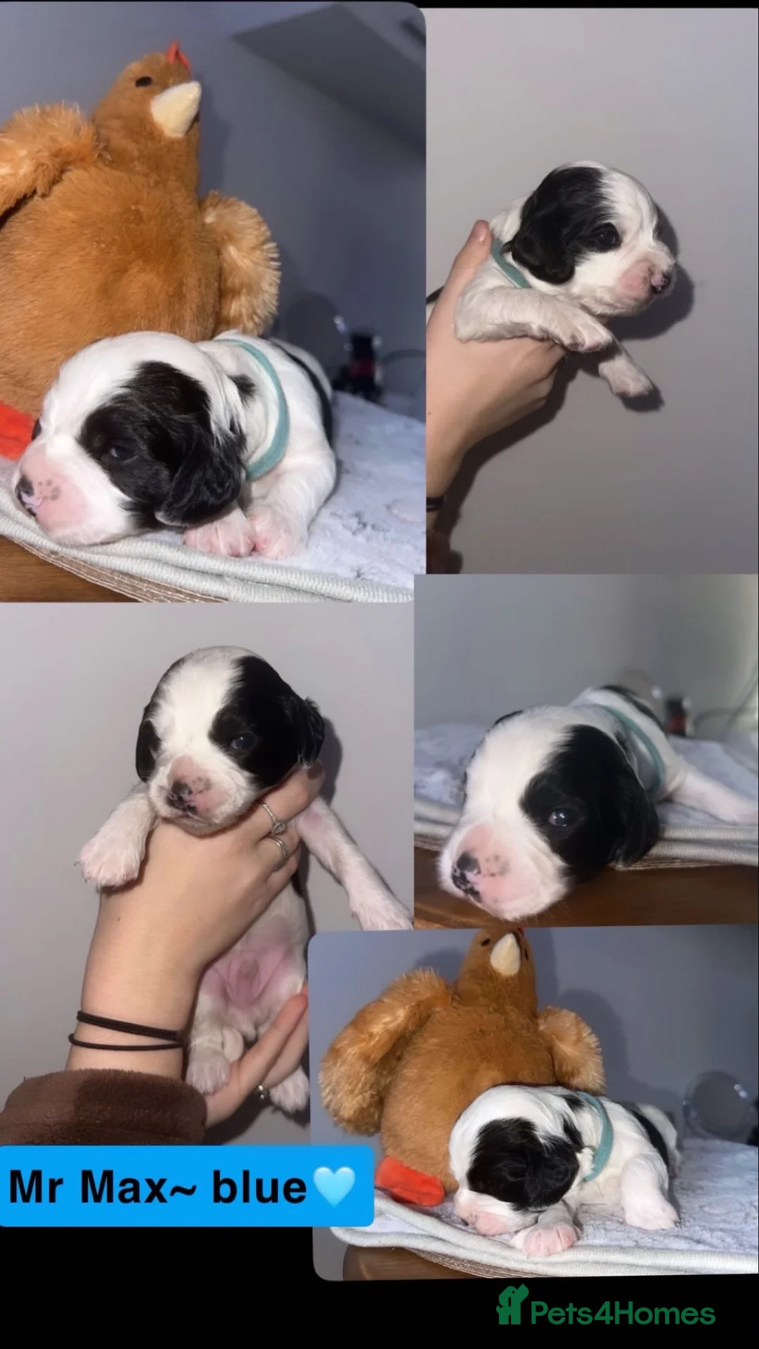 Cocker Spaniel dogs for sale: Beautiful litter of working cocker spaniels  - Advert 12