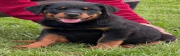 Rottweiler dogs for sale: ADRK German bloodline Rottweiler puppies     - Advert 3