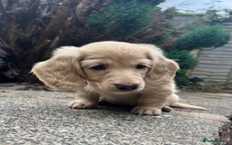 Miniature Dachshund dogs for sale: Highest quality champion line cream long haired  - Image 1