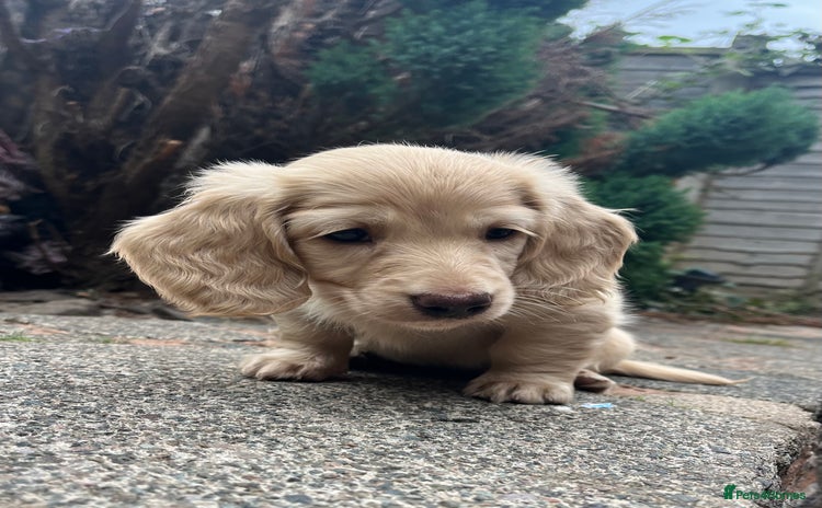 Miniature Dachshund dogs - Advert 3