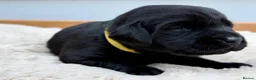 Labrador Retriever dogs for sale: Outstanding Labrador Puppies–Exceptional Pedigree - Advert 4