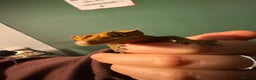 Gecko reptiles for sale: Crested Gecko For Sale - Advert 1