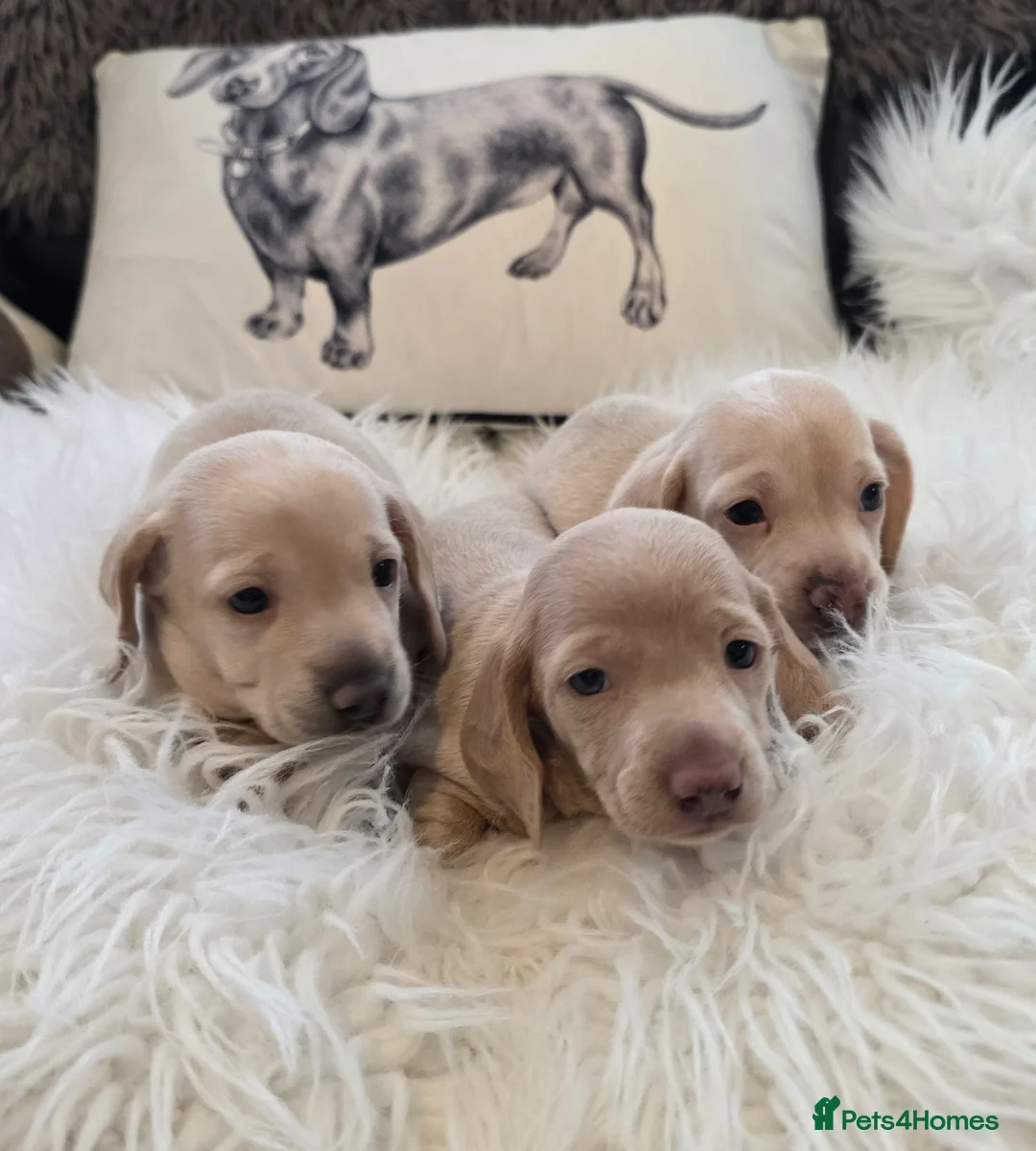 Miniature Dachshund dogs for sale: KC reg cream dachshunds  - Advert 1