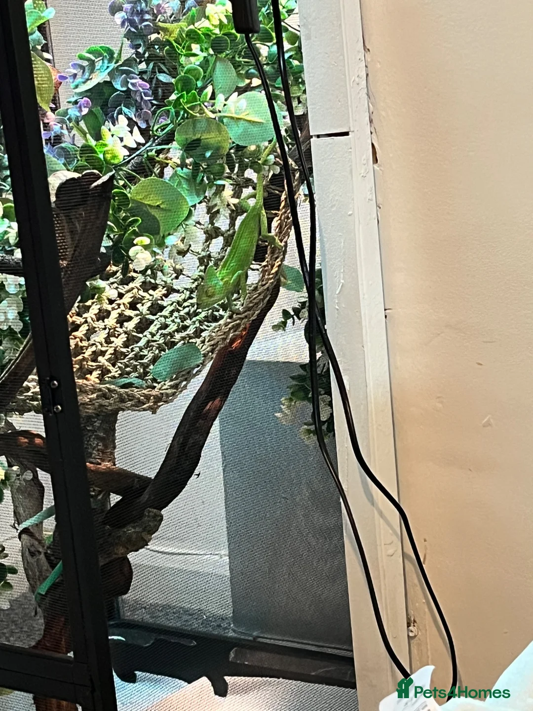 Chameleon reptiles for sale: Veiled chameleon in Stanley - Advert 2