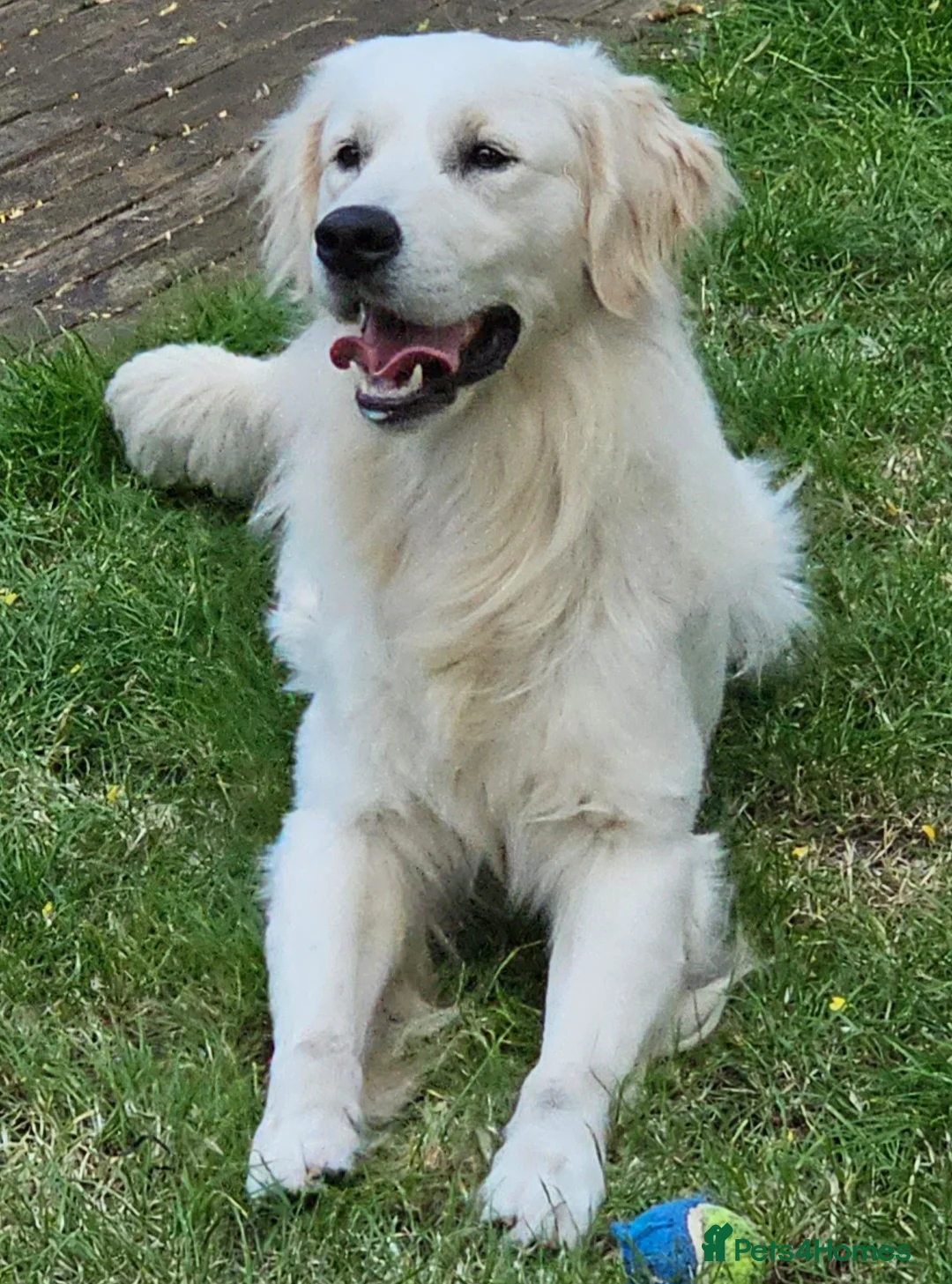 Golden Retriever dogs for stud:   ICT CLEAR Proven Golden Retriever for stud in Manchester - Advert 25