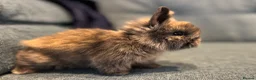 Mini Lion Lop rabbits for sale: Gorgeous Mini lion lops  - Advert 3